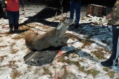 Hang-Up-Wild-Goose-Chase-2020-1